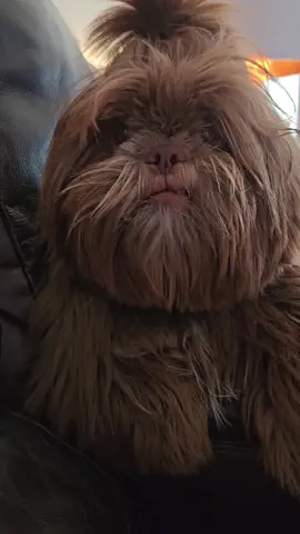 Sleepy Bear #cutepuppy #shihtzupuppy #dog #cute #dogsoftiktok 