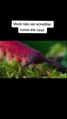 Verme Aveludado. #natureza #nature #animais #incrivel #naturezaperfeita #vidaanimal #verme 
