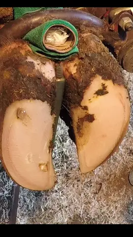 Cow’s Hoof BLOWS BUBBLES #foryoupage #fyp #natethehoofguy #hoofpicking #hoofcare #hooftrimming #oddlysatisfying #hooftok #hoofcleaning 