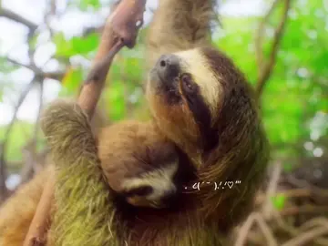 #SLOTH fun fact about sloth is their tendency to form close-knit bonds with each other. Sloths are generally solitary animals, but they do engage in social interactions, especially during mating season or when raising their young. Sloths have been observed cuddling, hugging, and even holding hands while hanging from trees. This behavior, known as 