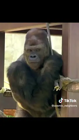 Gorilla strikes a pose #gorillas #silverback #amazinganimals