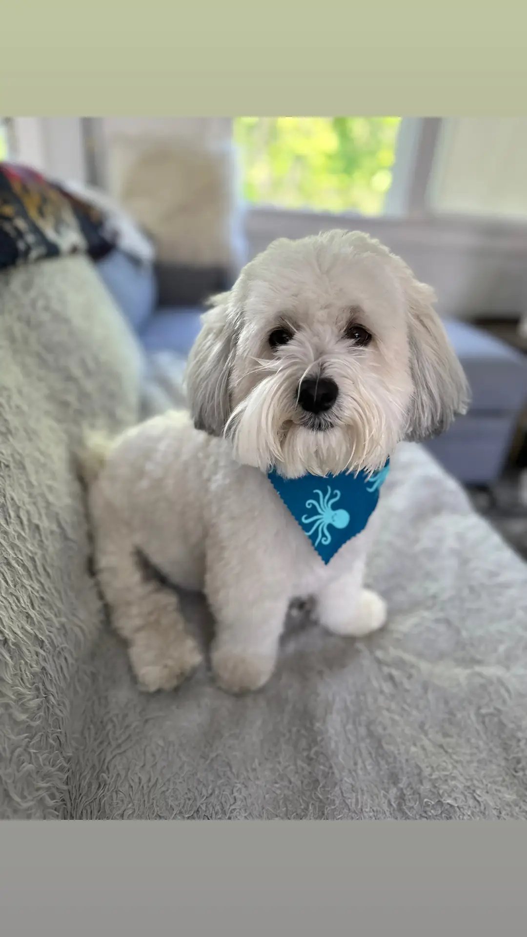 Fresh from the groomer 🐶💙🫶🏻#hairdid #spaday #havanese 