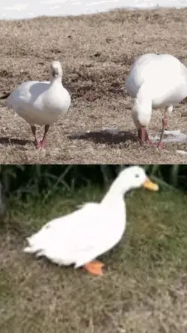 goose vs duck