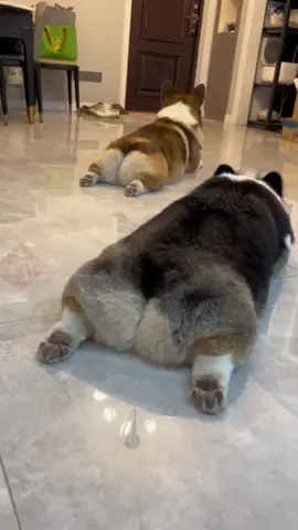 #cutepets #cutedog #corgi #fypシ #guardingthedoor #walkdog #cakedog #corgibut 