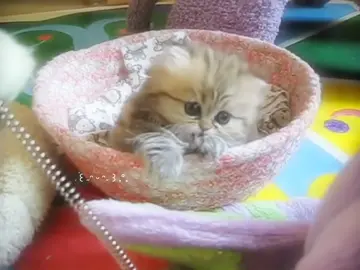 #KITTEN  ૮₍ ｡ ๑ • ᵕ ࣪ .⠀࿔ ͘ kittens have a specialized communication technique just for humans. When kittens are about 3 weeks old, they develop a unique purr that has a similar frequency to a baby's cry. This purr is believed to be an evolutionary adaptation that triggers a nurturing response in humans, making us more likely to care for and protect them. So, when kittens purr, they're actually using their cuteness to communicate with us in a way that's hard to resist! #cat #cats #cute #fyp #animalenthusiast #kittens (sc yt: Mythicbells) 