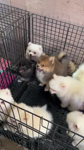 #လားဟူဈေးပေးတာချီလိတ်မြို့ #ร้านขายหมาติดกลับตลาดล้าฮู้เส #အလှခွေးရောင်းဝယ်ရေး #ท่าขี้เหล็กพม่า🇱🇹🇲🇲🇹🇭🇨🇳 #ท่าขี้เหล็กพม่า🇱🇹🇲🇲🇹🇭🇨🇳 