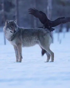 Think this might be my new favourite vidwo I’ve recorded. What do you think? @CanonEMEA @National Geographic @Nat Geo WILD @bbcearth #wolf #finland #canonnordic #wildanimals #wildlifefilmmaker 