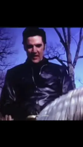 Footage of Elvis at Graceland gates speaking to his fans whilst on his favourite golden palomino quarter horse, rising sun ❤️ #elvispresley #graceland #1960s #elvis #risingsun #palominoquat #fans #foryou #lovehim #memphis #footage #elvisaaronpresley #takingcareofbiz #fyp 