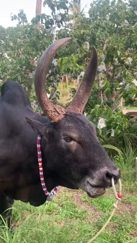 #โดโด้นิลงามนักเลงล่าทรัพย์ #ชุมพรหวานมาก🥳 #เด็กใต้ป้ายชุมพร  