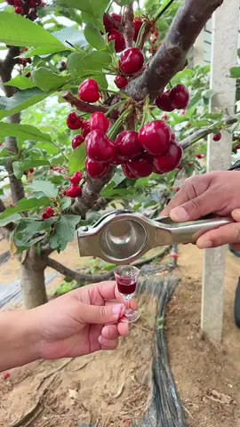 OMG😱😋🍒#uk #fruit #asmr #usa 