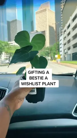 So happy I got to gift the bestie @Plantsnprops (DaPlantGuy 🌱) with one of his wishlist plants while meeting at PlantCon! #plants #PlantTok #plantcon #houseplants #rareplants #indoorplants #anthurium #anthuriumpterodactyl #plantcommunity #plantlover #blackpeoplewithplants 