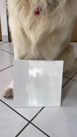 Il est trop fier de sa peinture 🤩 #goldenretriever #dogart #dogpaint #goldenretriever #foryou #pourtoi 