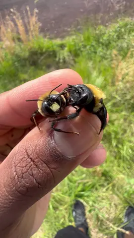I caught this male & female Eastern Carpenter Bee! #beekeeping #beekeeper #bees #insects #bug #animals #fyp #fypシ #foryoupage 