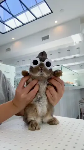 He’a got the moves 😎#bunnydayoff #animals #fyp #beverlyhills #cassettabeverlyhills #bunnydancing #bunnydance #losangeles #viral 