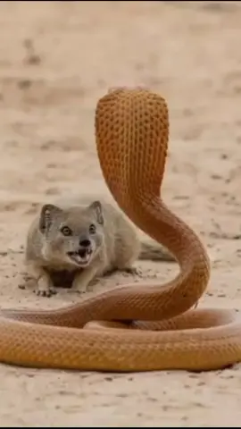 Snack fight #tiktok #snake #fight 