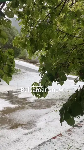 بردية بللسمر - ال عبيد - ❄️☃️ #ال_عبيد #بللسمر #مساء_الخير #بلسمر #بللسمر_الجنوب #بللسمر الان #بللسمر _ثلج