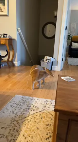 I promise that this was not sped up AT ALL. And yes she actually enjoys when we lightly wrap the string around her- it is ALWAYS supervised #fyp #cat #gingercat #orangecat #dumbcat #funnycat #orangecatsoftiktok 