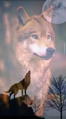 ياذيب لاتبدي على الناس خافيك#خواطرعين #شعروقصايد #شعراء_وذواقين_الشعر_الشعبي #شعراء #مشاهير_تيك_توك_مشاهير_العرب #اكسبلورexplore #اكسبلور #خاطر #tik #خواطر 