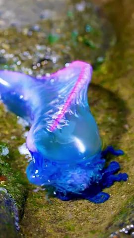 Creepy and poisonous ☠️☠️☠️ but beautiful in its way Macro shots of a Portuguese man o war (🇩🇪 Portugiesische Galeere) doing very bizarre movements. We had a “lucky” encounter of these strange creatures unfortunately stranded on El Hierro island 🏝️ 🎥 with @Sony  #alpha1  @Apnoe.to.go @Alex Brady   . . #manowar #portuguesemanofwar #portugiesischegaleere #jellyfish #poison #nature #creature #animals #wildanimals #marinelife #ocean #tentacle #poisonous #poisonousanimals #wildlifephotography #elhierro #travel #danger #canaryislands #creepy #creepyanimals #deathbubble #physaliaphysalis #sting #uwmacrophotography #underwaterphotography #siencefiction #nightmare #monster