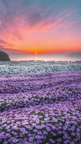#daisyflower #purpleflowers #naturevideo #naturescenery #naturevibes #sceneryvideos #fypシ #foryou 