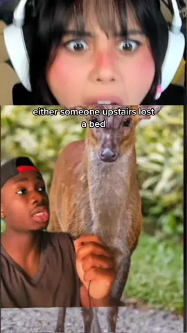 This guy always saying the most insane animal facts 😭 @mndiaye_97 