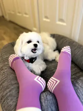 One way we live our best life! What's one way you live yours?  Compression Socks: @Comrad  #livingmybestlife #mulliganthemaltese #compressionsocks #maltese 