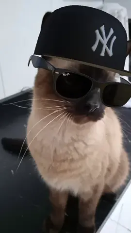 #gatosgraciosos #adoteumgato #PetsOfTikTok #gatostiktok #viral #foryou 