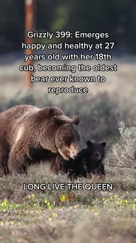 Famous Grizzly 399, the Queen of the Tetons, has emerged with a new cub and has defeated the odds once again!! #wildlife #grizzlybear #grizzly399 #399 #tetons #grandtetons #wildlifephotography #photography 