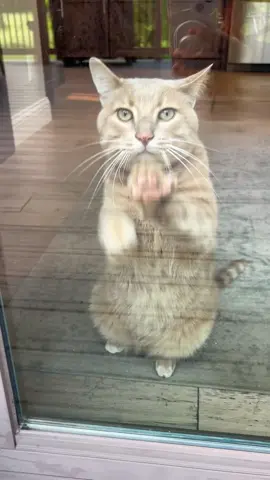 Funny Cat Seebs!!! #cat #window banging 