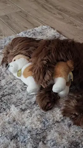 Sleeping Shih Tzu #shihtzusoftiktok #shihtzus #cute #dogsoftiktok #puppysleeping 