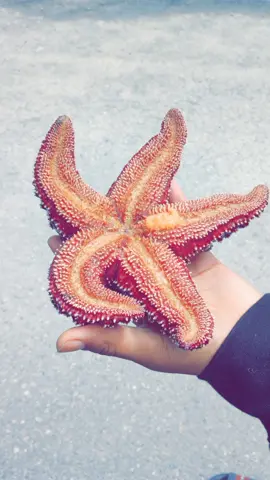 #sealife #starfish #fishery #starfish #spongebob #cordovaalaska 