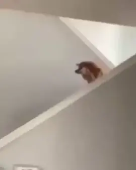 bajar las escaleras con estilo #tiktok #meme #dogsoftiktok #perrostiktokers #random #parati #funny 