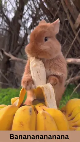 Bunny Banana #bunny #banana #animallove #lol #animals #funnypets #pet #nature #cute #funnyanimals #adorable #pets #animal #cutepetclub #adorableanimals #familyfriendly #socute #animalvideosforkids #kidfriendly #cuteanimals #cutepet #funnymemes #animalmemes #amusinganimals #trending #viral #kidfriendlycontent 