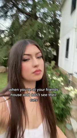 cats 🔛🔝 #cats #cats #cats 😾