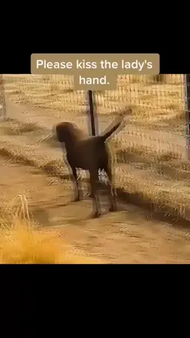 Please Kiss The Lady Hand . #tiktok #viral #trending #cute #lion #dog #funny #foryou #foryoupage #fyppppppppppppppppppppppp