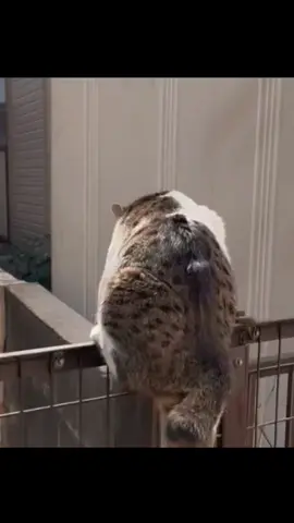 Military training cute :121.121...#animal #funny #cat 