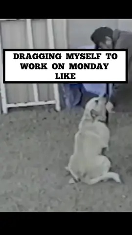 Mondays be like 🤦‍♂️ #doglover #monday #worklife #mondaysbelike #PetsOfTikTok #dogtok #funny #memes #petlover #loveyourdog #doglife #funnymemes  