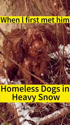 The homeless stray dog ​​in the heavy snow, seeing the shivering appearance is really distressing#straydogs #puppy #pets #straydogsaving 