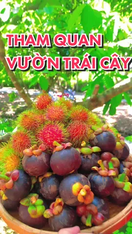 Tham quan vườn trái cây hấp dẫn tại Cần Thơ, thưởng thức Chôm chôm thái và Măng Cụt ngay tại vườn #langdulichsinhthaiongde  #ongdetiktok  #ongde 