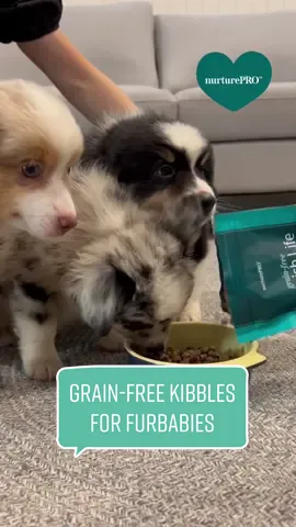 All the good stuff for you little fur babies 🤍🤎 #fyp #tiktoksg #tiktokshopsingapore #tiktokseller #dog #dogsoftiktok #nurturepro #kibbles #sgdogs #dogfood #dogkibble 