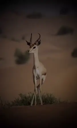 ‎#اكسبلور #طرب#شيلات_2020 #السعوديه #الامارات #قطر #الكويت #شعر #قصيدة_شعر #المنشد بدرالحلفي شيلات 2023