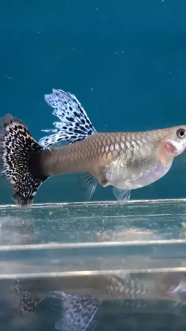 welcome baby🥰 #guppy #ikanmelahirkan #ikanguppy #melahirkan #guppyfish 