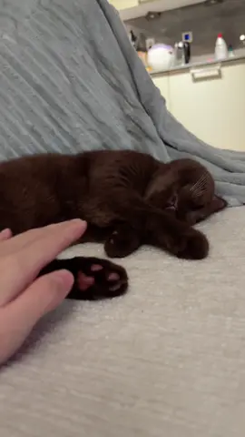 🍫 Chocopie