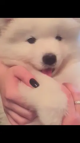 It’s so cute #cute #pet #relax #happy #haha #interesting #cured 