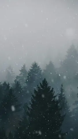 Snowy Forest - Live Wallpaper #livewallpaper#livewallpapers 