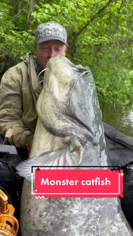 During my last session from the belly boat, I was able to catch a few more catfish in addition to this one. A great day of fishing guys! 😊🎣👍🏻 #fishing #catfish #catfishing #riverfishing #vagnerfishing #foryoupage #tiktok 