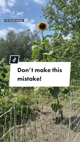 ⚠️Don’t make this same mistake!!! If you want to grow sunflowers, place them in their own isolated location! That’s because sunflowers secrete an allelopathic chemical to slow the growth of surrounding plants 🤯. They are also HUGE nutrient and water hogs, making the situation even worse.  Beans and potatoes are particularly susceptible, but it seems like onions are, too! I also experienced small ears of corn 😩. I noticed the impact up to 5 feet from each sunflower plant. They can also potentially shade other plants out, but since I have them on the north end of my garden you can see that their shade impact is minimal. Ugh 😩. Posting this again from last year’s mistake so that hopefully you can avoid it, too! Share this this your gardening friends! #gardentips #gardening101 #gardeningforbeginners #growingsunflowers #growyourownfood #homesteading #gardeningtips
