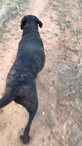Its the booty shakes for me 😂🤌🏻😂 #canecorso #canecorsoitaliano #fyp #foryou #foryoupage #dog 