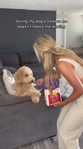 Maybe if I leave him the whole bag.. #dogs #dogtok #dogmom #funnydog #partner #OldMotherHubbardbyWellness #WellnessAtCVS @Wellness Pet Food @CVS Pharmacy 