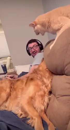 😂 #dog #cat #funny #goldenretrieverlife #dogstory #catlove 